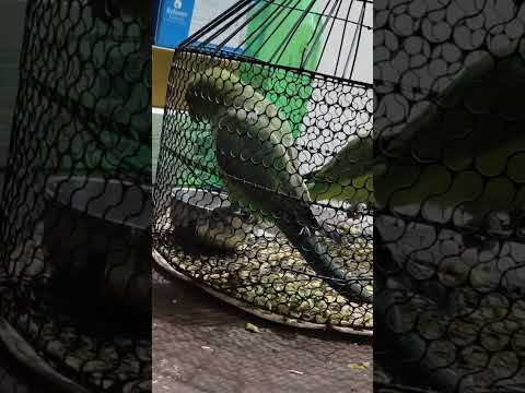 मेरे मिट्ठू बोल रहे हैं 🦜🦜🌸🌿🩷#shorts# ytshorts#trending #