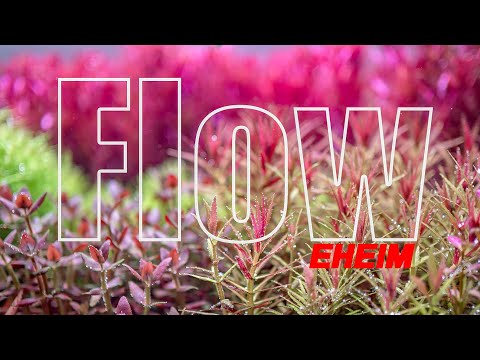 Why Water Flow Is Important in Your Planted Aquarium