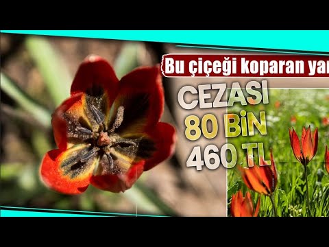 517 Rakımlı Spil Dağı Milli Parkı, Manisa Laleleriyle Renklendi