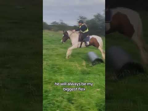 coolest dude #horse #horses #equestrian #equestrians #equine #pony #ponies #horsegirl #cob #cobs
