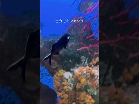 サンシャイン水族館で体験する夜のヒカリキンメダイの美しさ サムネイル