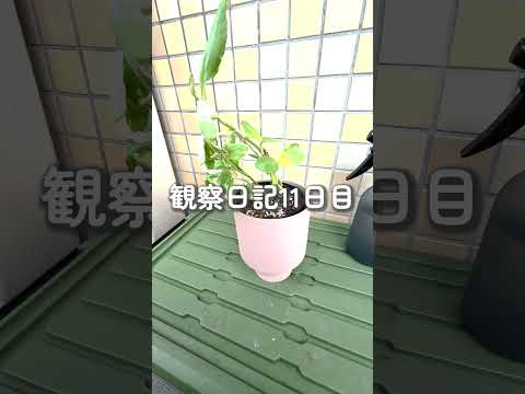 【観察日記②】観葉植物に突如現れた謎の草