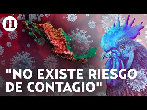 Gripe aviar H5N2 en México: Se descarta riesgo de contagio tras primer muerte por esta enfermedad