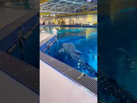 World’s biggest dolphin #shorts￼ 
