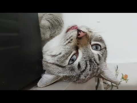 Cat's Secret Spot Revealed!