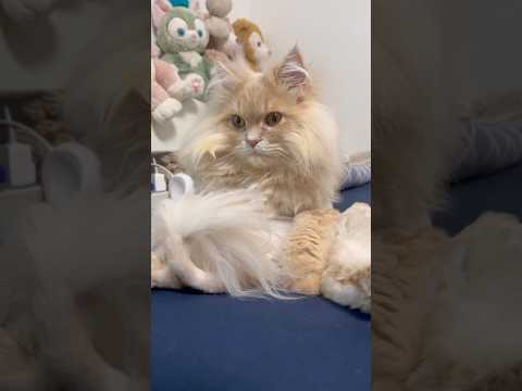 猫の動画サムネイル - まだ1歳なのにおっさんすぎる猫www#shorts #猫 #猫好きさんと繋がりたい