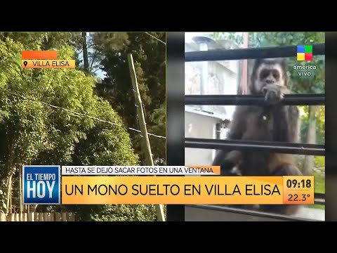 Un mono suelto en Villa Elisa