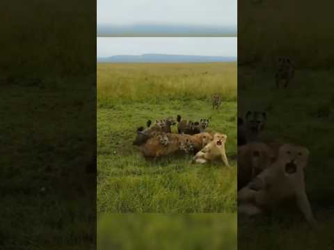 Leona vs hienas   | #EseMajeEngasado #MiniVideitosEngasados