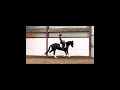 حصان الفروسية YOUNG TOP PROSPECT DRESSAGE HORSE