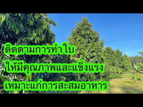 ทำใบ-สะสมอาหาร-เพื่อเตรียมความ ทำใบ-สะสมอาหาร-เพื่อเตรียมความ