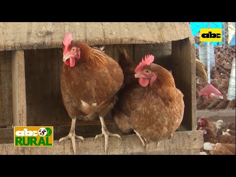 Abc Rural: Qué tener en cuenta en la cría de gallinas ponedoras