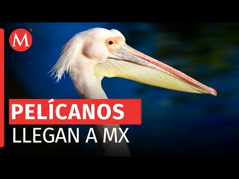 Registran llegada de pelicanos a la Ciudad de México