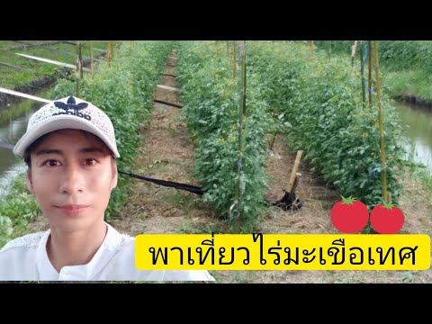 เที่ยวไร่มะเขือเทศ เที่ยวไร่มะเขือเทศ