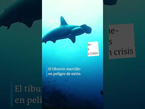Corredores oceánicos: la idea para proteger tiburones martillo   | El Espectador