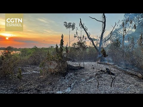 Incendios amenazan ecosistema del Pantanal