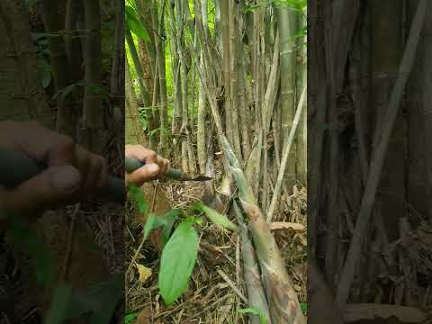 หมานๆหน่อใหญ่ๆ