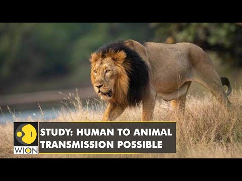 Scientists at the University of Pretoria found out that three lions were infected with COVID-19