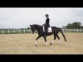 Dressage horse Mooie zwarte 10 jarige dressuur merrie (Johnson x Downtown x Sir Sinclair)