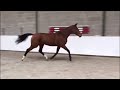 Cheval de CSO Jaarling ruin (Kallas x El Salvador x Quidam de Revel x Nimmerdor)