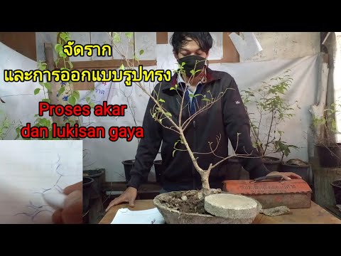 บอนไซจัดรากและการออกแบบคร่าวๆส บอนไซจัดรากและการออกแบบคร่าวๆส
