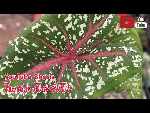 🌵โผล่มาได้ยังไง 🌵โผล่มาได้ยังไง