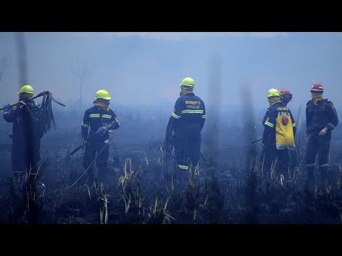 Incendio forestal en Algorta: Varios destacamentos de bomberos trabajan en el lugar