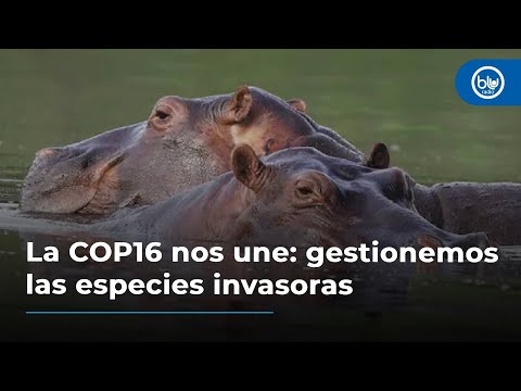 La COP16 nos une: gestionemos las especies invasoras