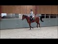 Show jumping horse DUKE MCP Z
