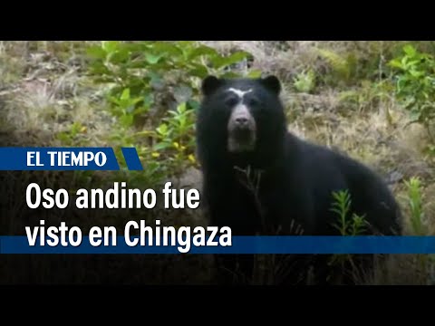 Oso andino paseó por el embalse de Chuza| El Tiempo