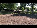 حصان الفروسية Super fijne 4jr ruin v. Franklin + VIDEO!