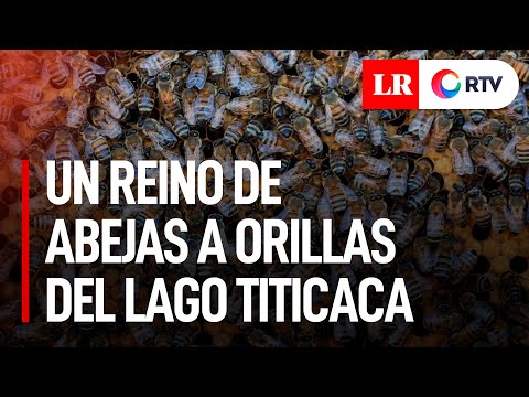 El reino de abejas desplazadas que ahora prospera a orillas del lago Titicaca