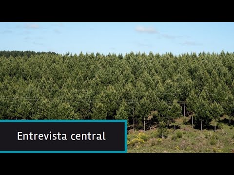 Uruguay y «bonos de carbono»: Proyectos forestales ya vendieron certificados a nivel internacional