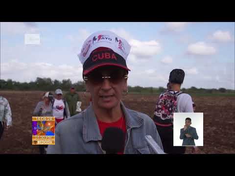 Cuba/ Las Tunas: Desarrollan labores agrícolas en saludo al Primero de Mayo