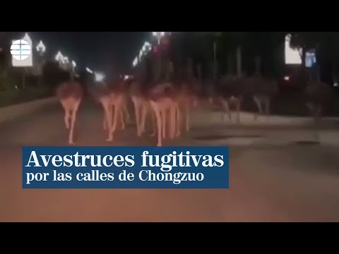 80 avestruces fugitivas siembran el caos en China