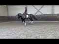 حصان الفروسية knap, knapper, KNAPST! - bij snelle afhandeling gunstig geprijsd