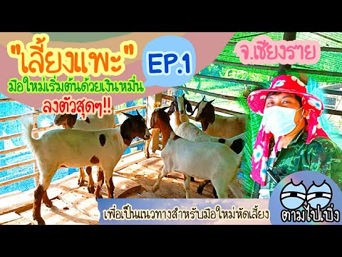 เลี้ยงแพะมือใหม่เริ่มต้นด้วยเง เลี้ยงแพะมือใหม่เริ่มต้นด้วยเง