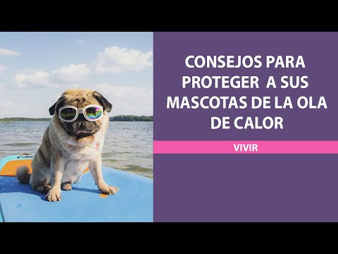 Consejos para proteger a sus mascotas de la ola de calor