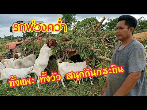 รถพ่วงคว่ำ-แพะ-วัว-กินกระถินสน รถพ่วงคว่ำ-แพะ-วัว-กินกระถินสน