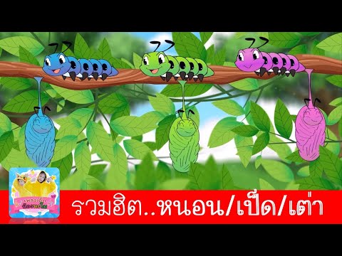 เพลงหนอน-เพลงเป็ด-เพลงเต่า-|-เ เพลงหนอน-เพลงเป็ด-เพลงเต่า-|-เ