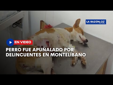 Desadaptados le propinaron seis puñaladas a un perro en un barrio de Montelíbano