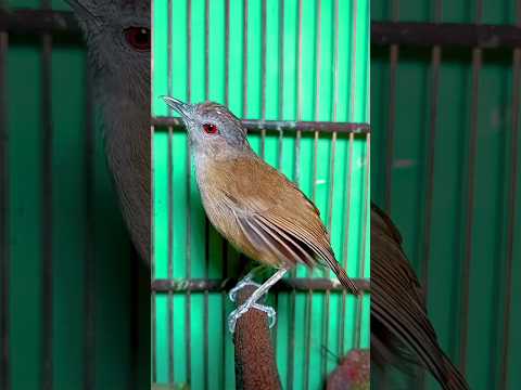 masteran pembangkit mental jadikan burung pelanduk semak bahan lekas gacor dengan pancingan ini.