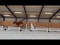 حصان القفز Te koop : super fijn 3jr springpaard