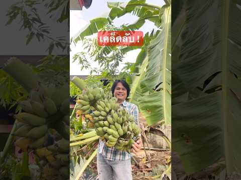 สูตรทำให้กล้วยลูกใหญ่หวีเยอะเ