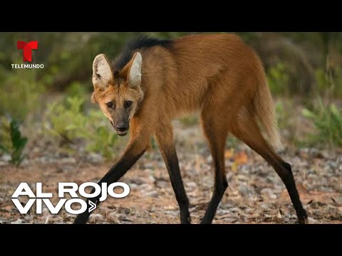 Lobo de crin regresa a su hábitat natural