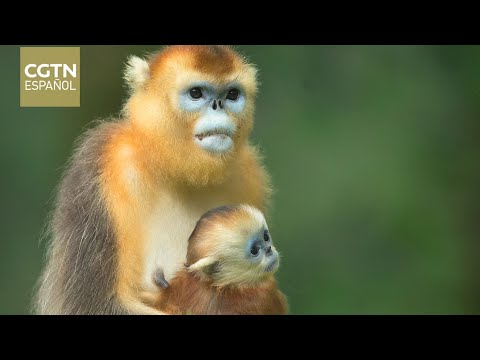 La reserva natural de Shennongjia de China en la senda de su resurgimiento