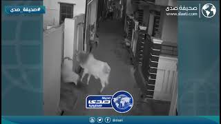 بقرة تهاجم مسنة