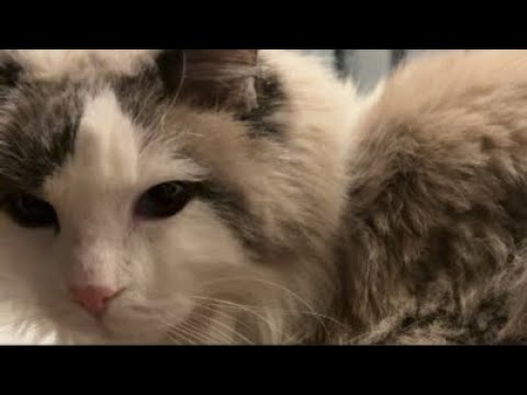 猫がベッドから降りたら即終了　生放送