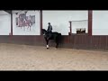 Dressage horse 7 years old mare (PSG)