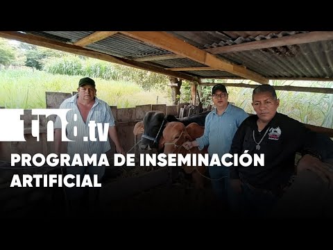 Ministerio Agropecuario realizó inseminación artificial bovina en Matiguás - Nicaragua