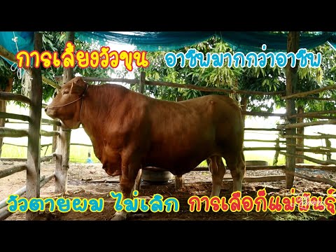 การเลี้ยงวัวขุน-เทคนิคการเลือก การเลี้ยงวัวขุน-เทคนิคการเลือก